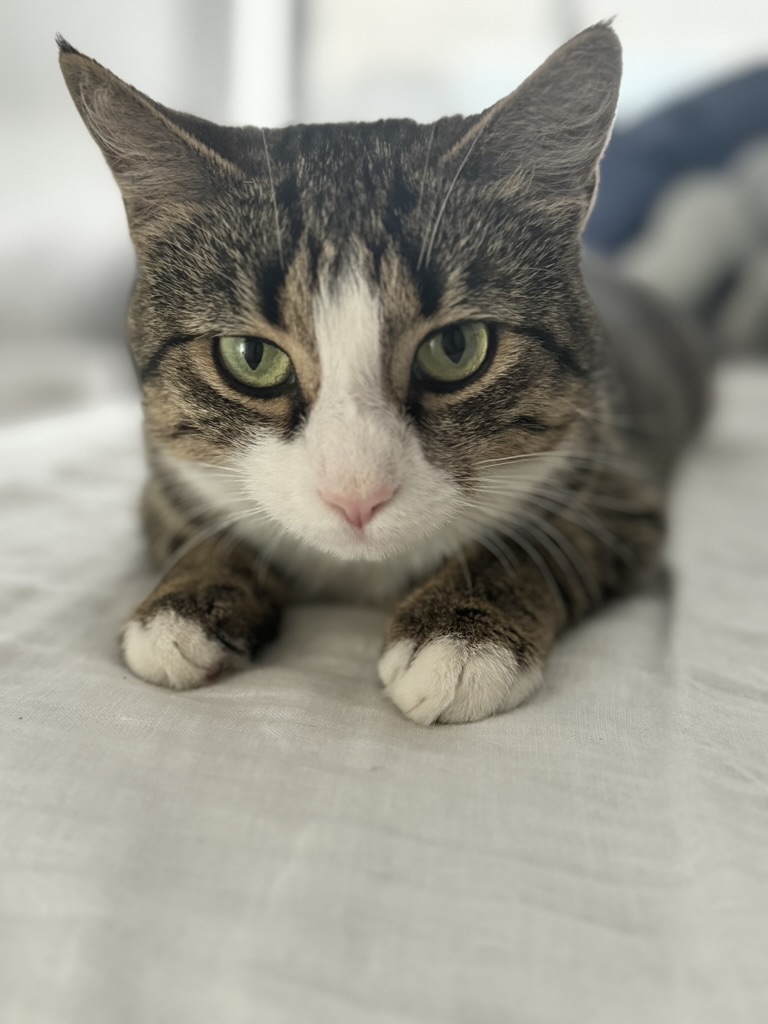 Callie founder with beautiful calico cat